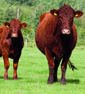 Welsh single farm payment