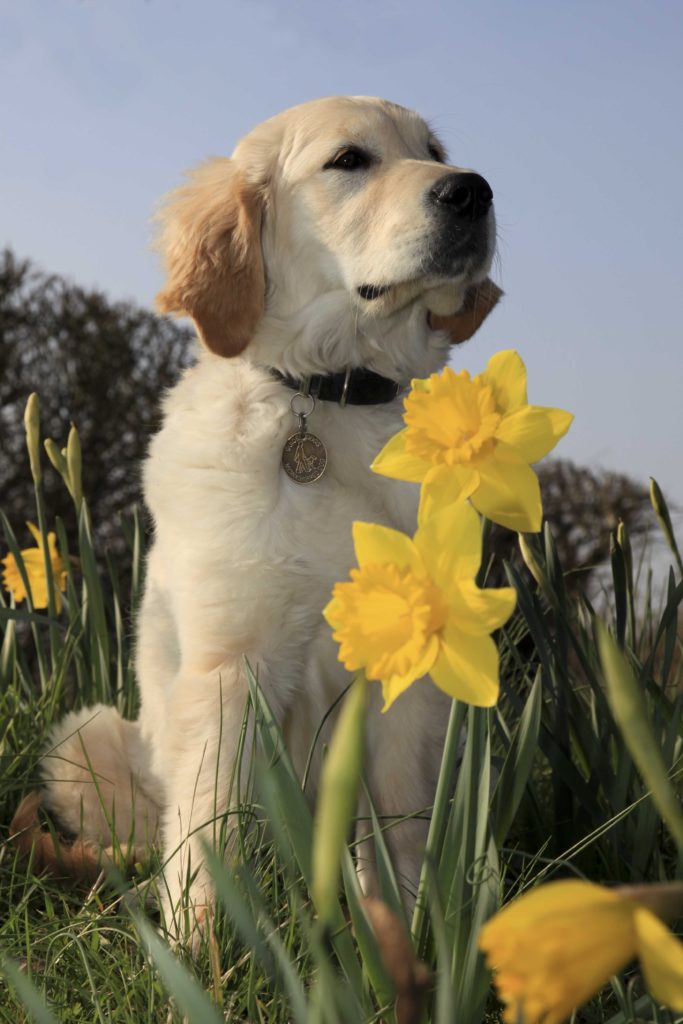 dogs walkthrough guide dogs cymru will be attending the monmouthshire food festival country dogs walkthrough guide dogs cymru will be attending the monmouthshire food festival country