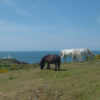 Pembrokeshire Coast – Learn the basics about Walking with Livestock