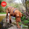 Tyker – Home of quality pet products and accessories for your dog