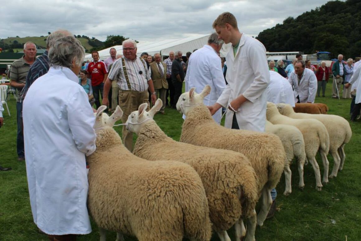 sheep-class-llanfyllin-show- Sioe Llanfyllin Show