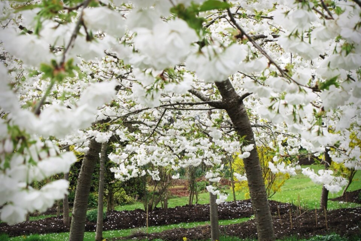 National Garden Scheme Makes Record £3.1 Million Donation to Charities