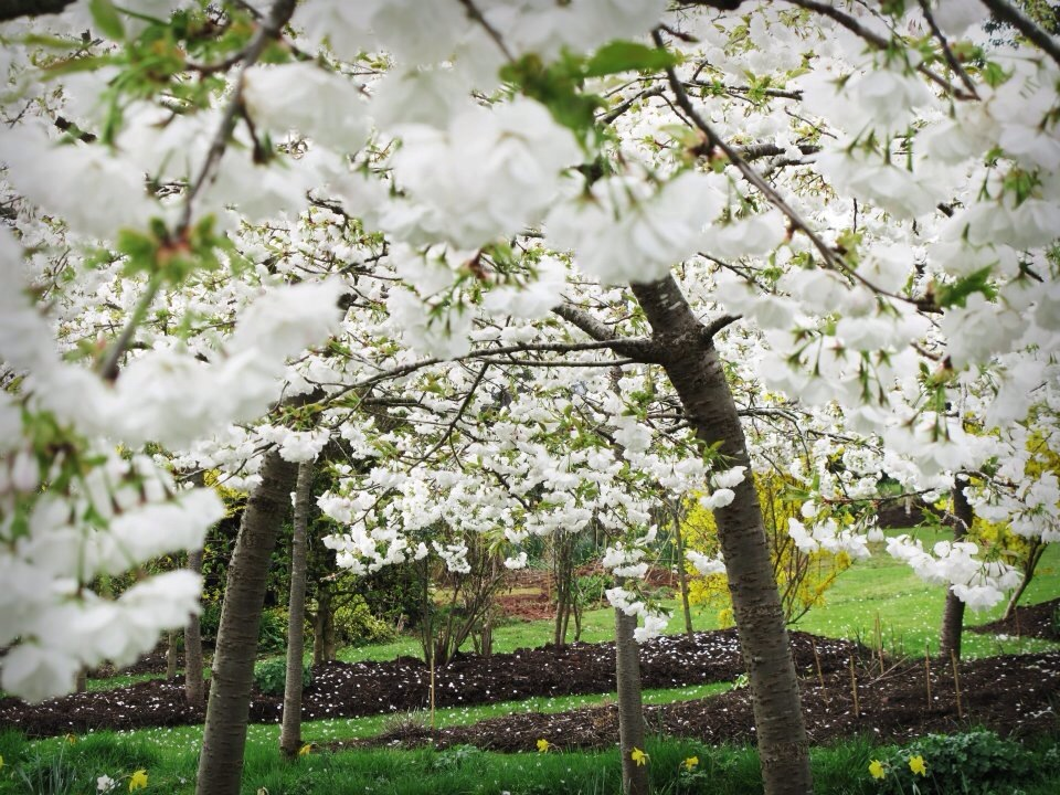 National Gardens Scheme