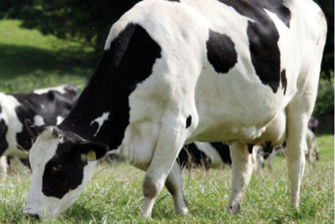Lesley Griffiths Urges Dairy Farmers to Take Advantage of EU Support