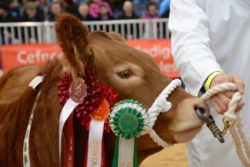 Royal Welsh Winter Fair Kicks Starts the Festive Season in Llanelwedd
