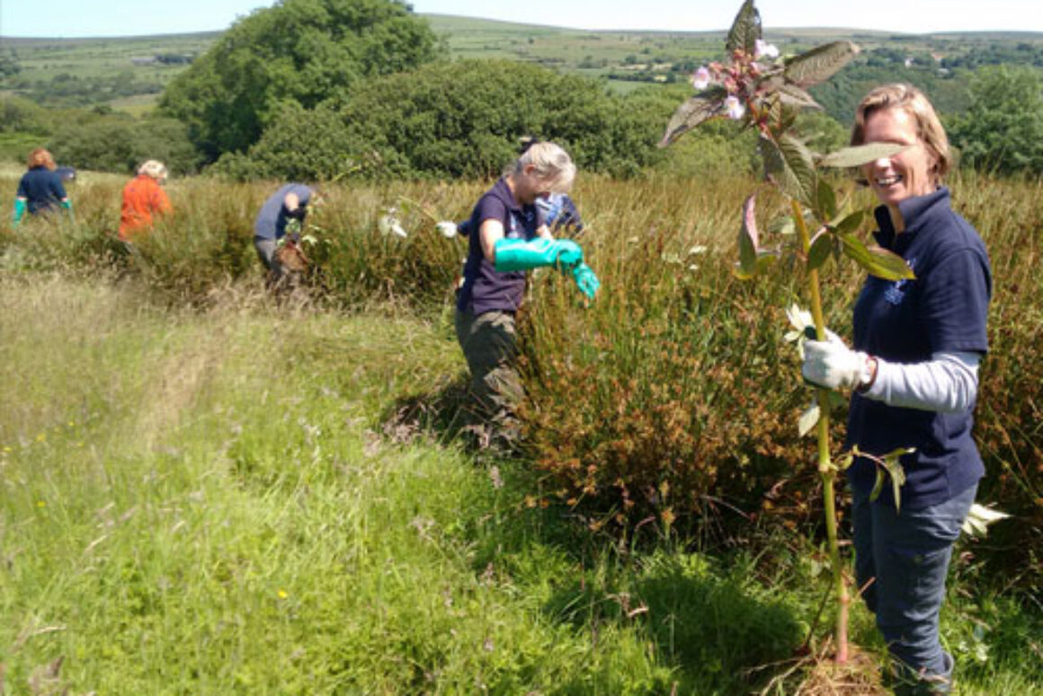 BalsamBashingWeb Pembrokeshire Coast – Battle against balsam with Stitch in Time project