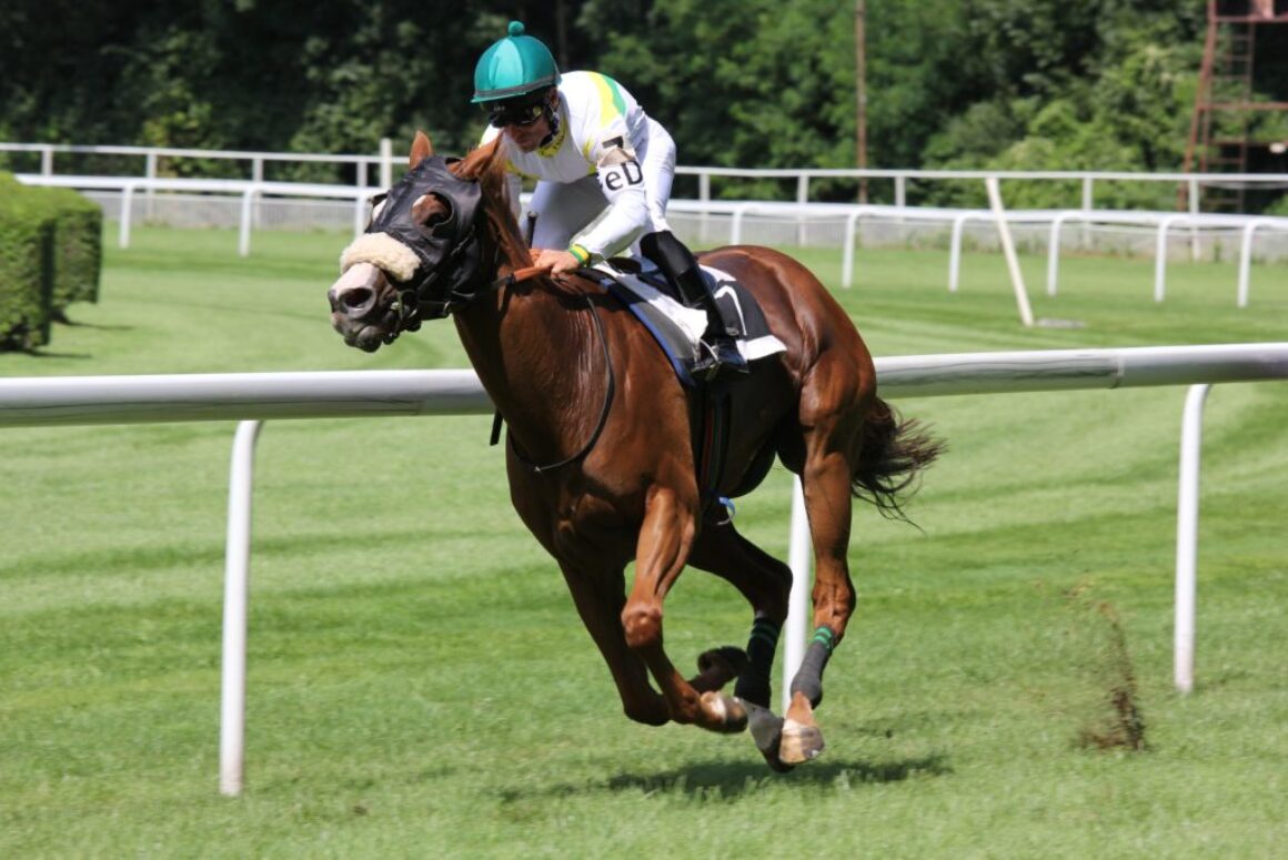 Wild Cardiff: From Pony Trekking to the Stage