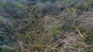 Pembrokeshire Coast National Park illegal tree felling 2