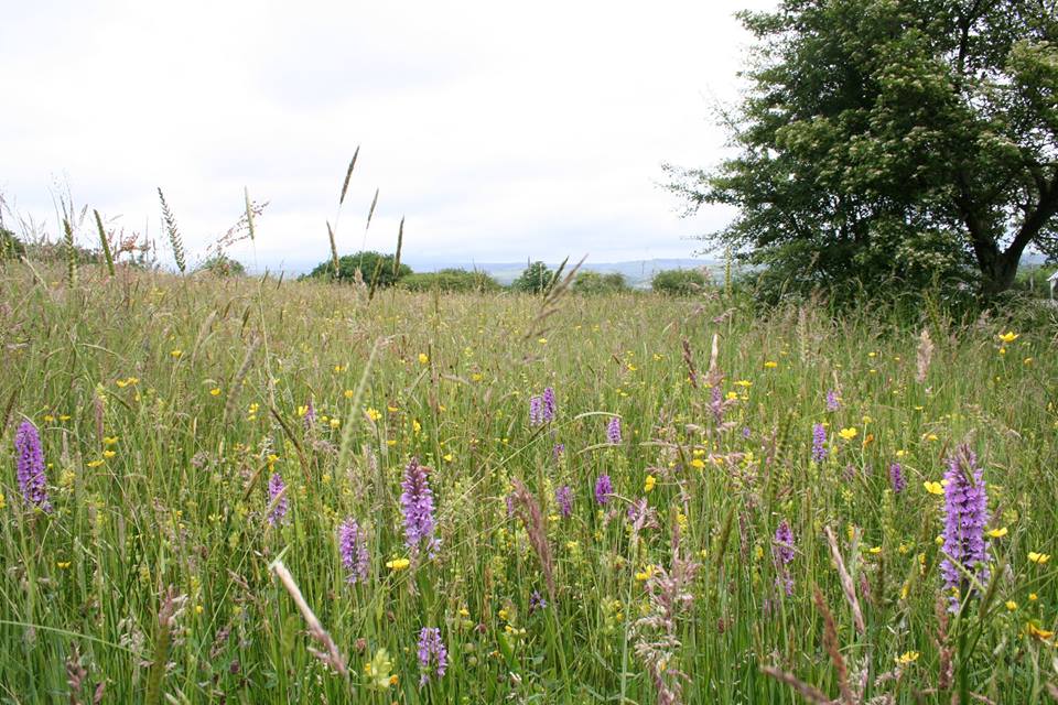 Open Spaces Society Comments on Pen Y Fai Common