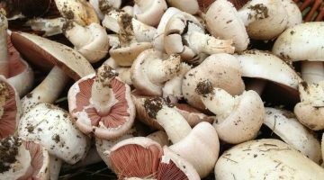 Cowbridge Farmers Market Saturday 18th August