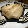 Marine plastic- Coast exhibition to provoke thoughts