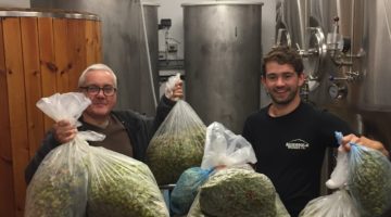 green hop beer being brewed