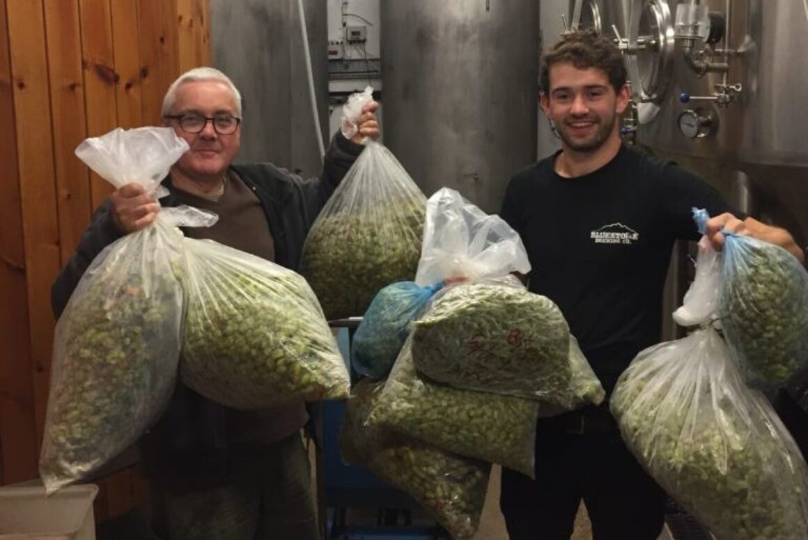 Green Hop Beer from Bluestone Brewery