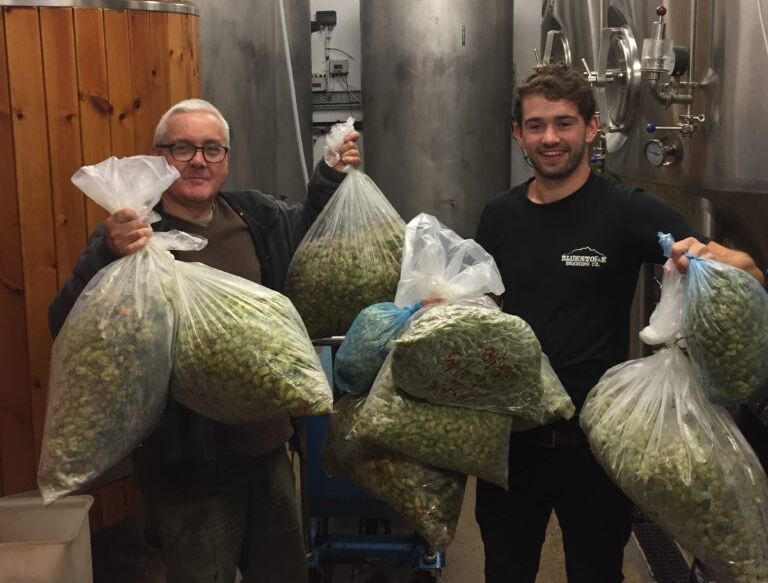 green hop beer being brewed