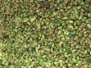 green hop beer the hops 