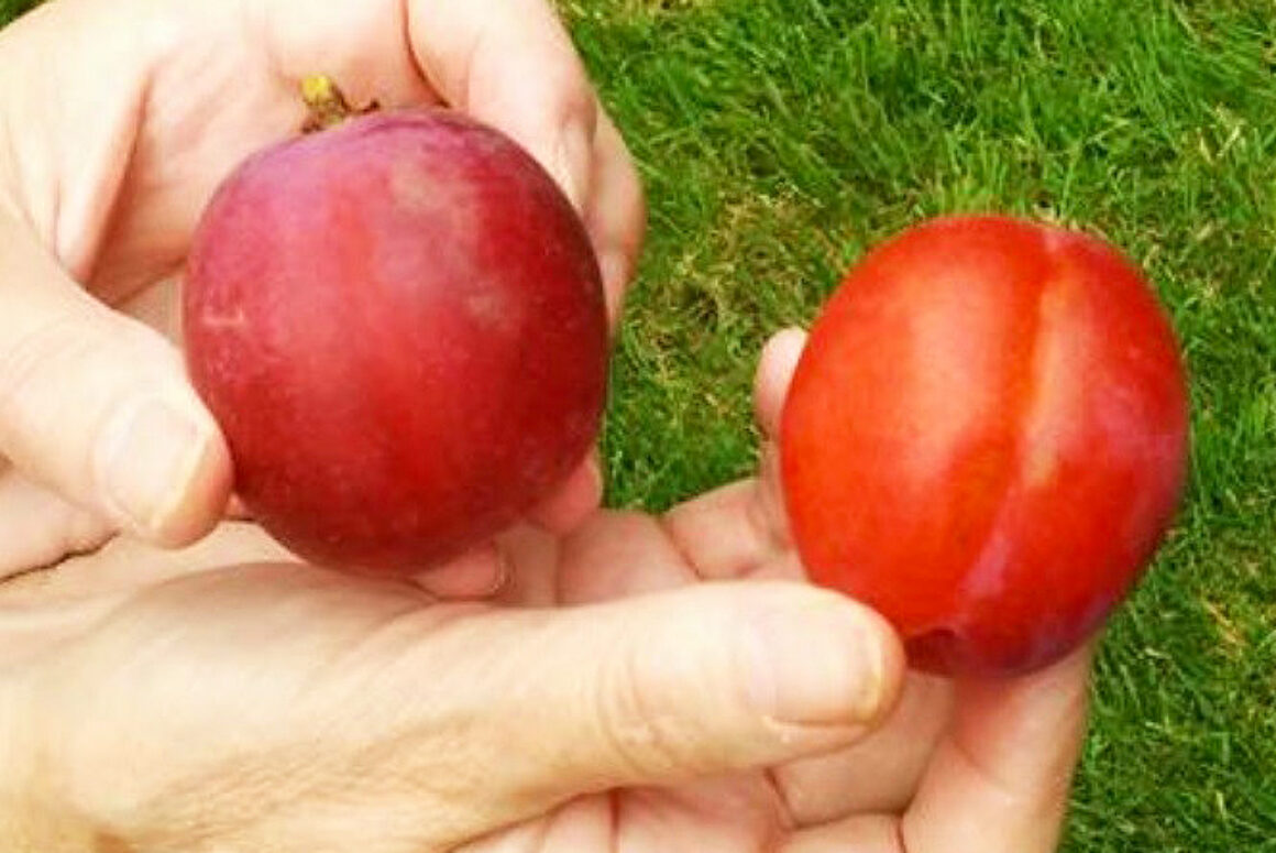 Plum Choice – Denbigh Fruit Given Protected Food Name Status