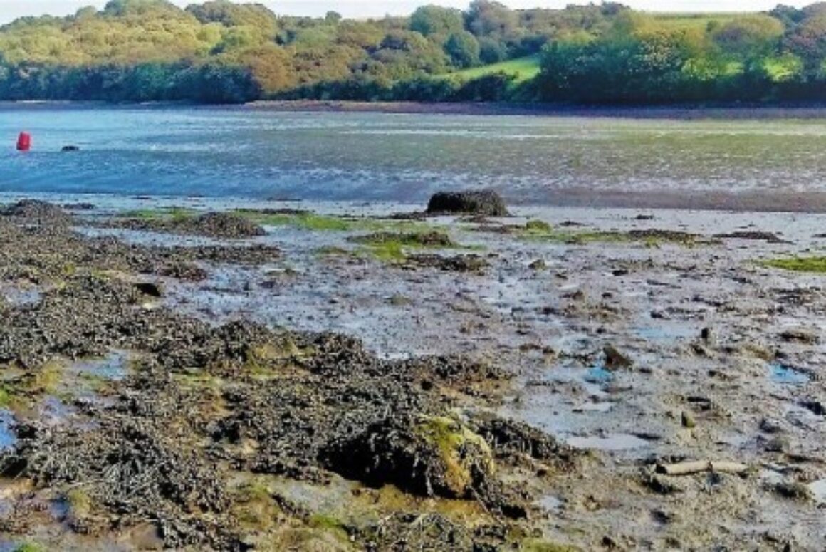 Nitrates and the Cleansing from Our Rivers is Everybody’s Business