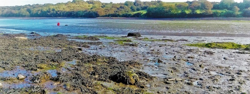 The Cleddau with seaweed