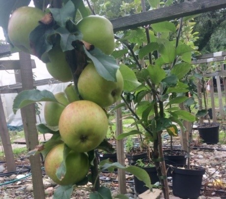 Horticulture Wales Aims to Help Growers and Producers