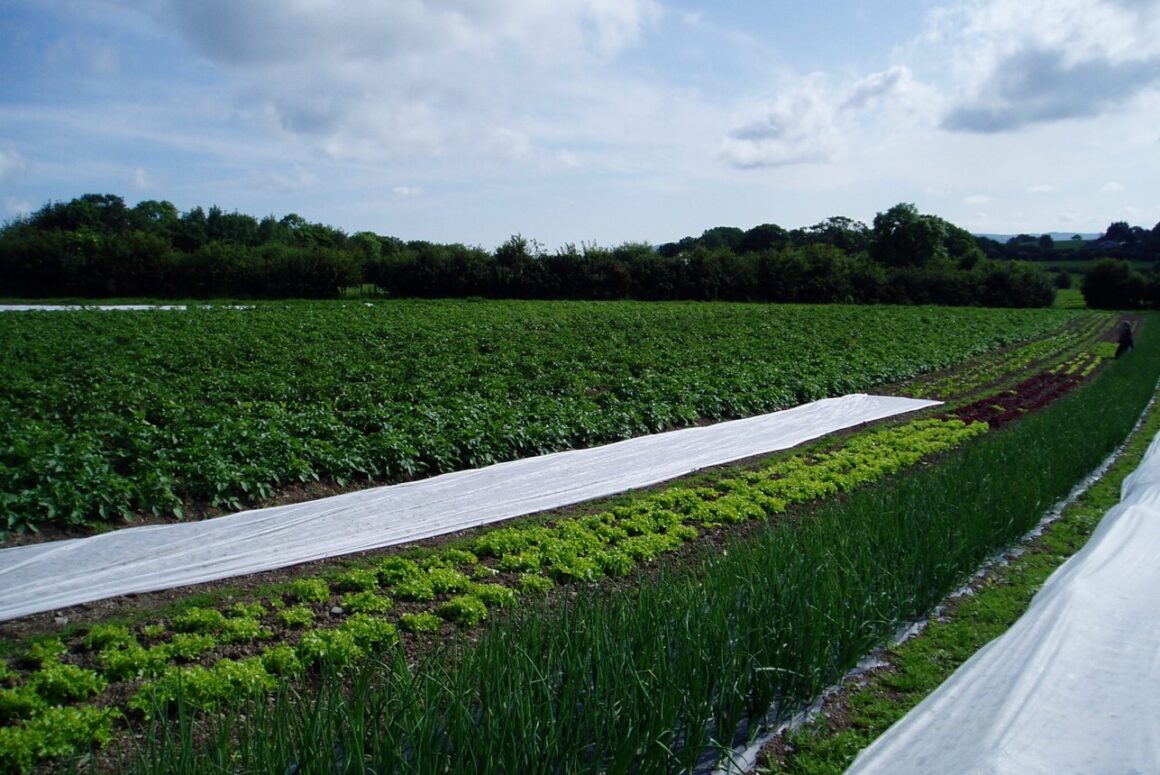 Tyfu Cymru – Supporting Business Growth in the Welsh Horticulture Sector