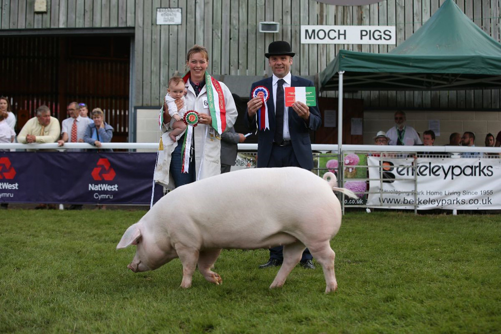 100th Royal Welsh - Pig Supreme Champion 100th Royal Welsh - Pig Supreme Champion
