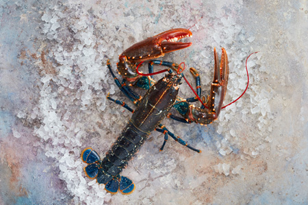 Wales Seafood Cluster - Clwstwr Bwyd Môr Cymru