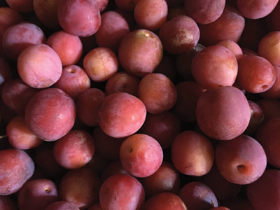 Denbigh Plum