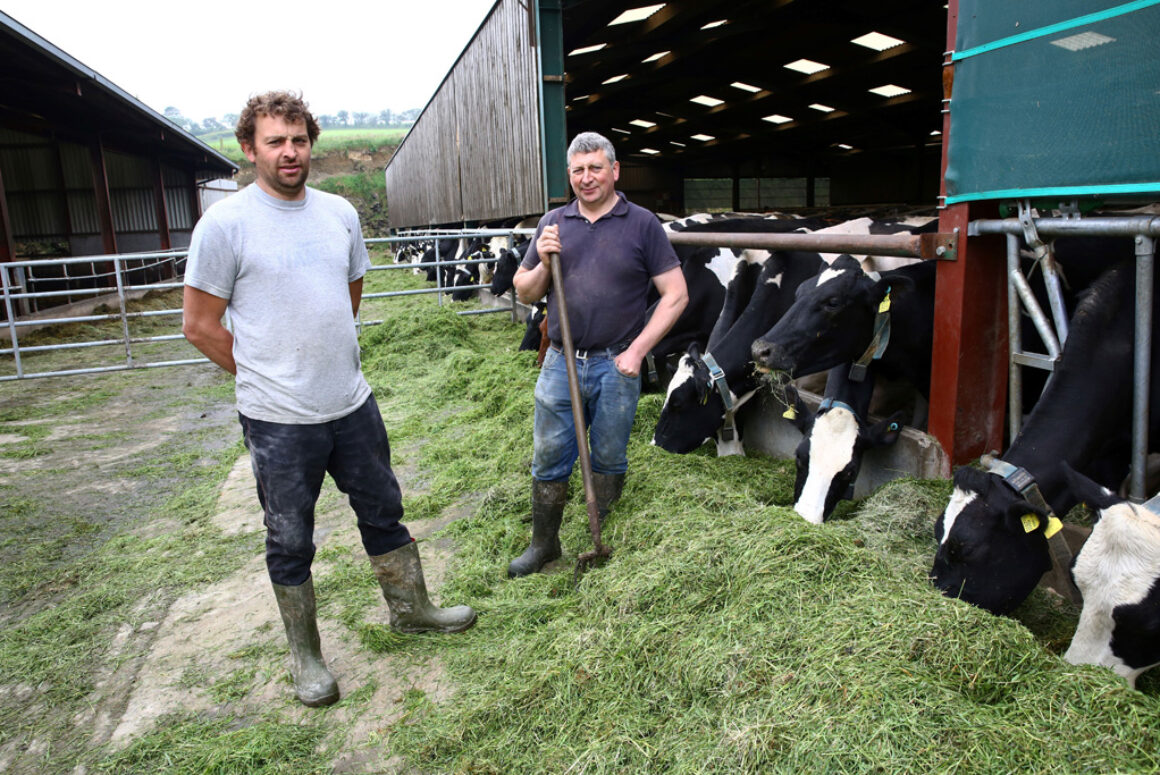 Robotic Milking Machine Helps Make Cheese in Wales