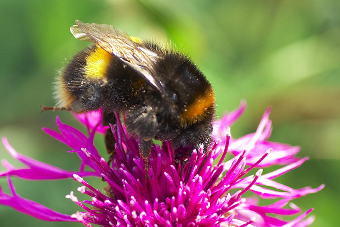 Make More Meadows Make More Meadows with the Pembrokeshire Coast National Park Trust