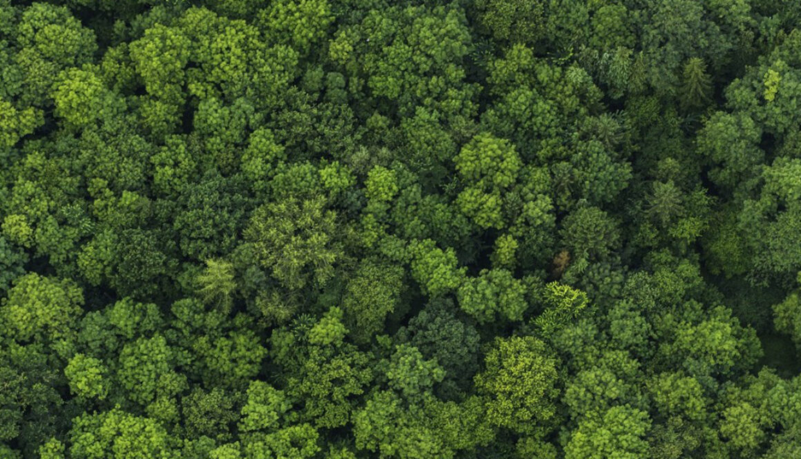 The Woodland Trust (Coed Cymru)