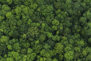 The Woodland Trust (Coed Cymru)