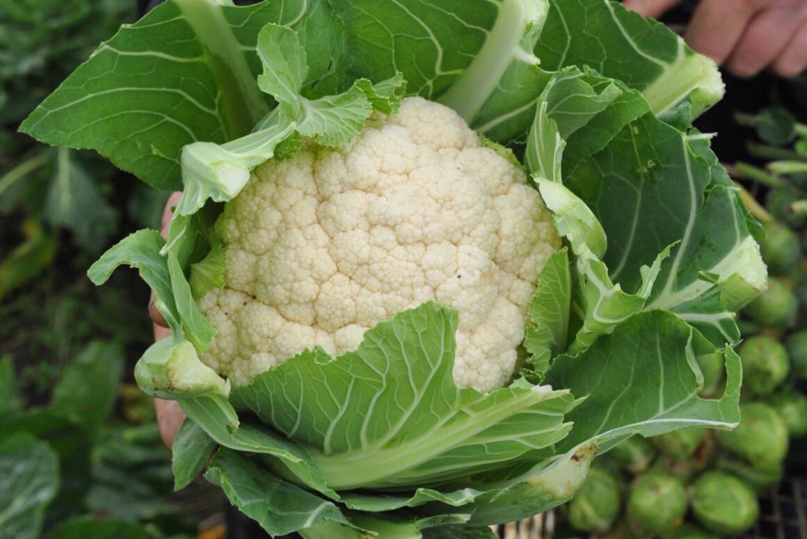 Welsh Growers Feeding the Nation as Pandemic Exposes Supermarket Flaws