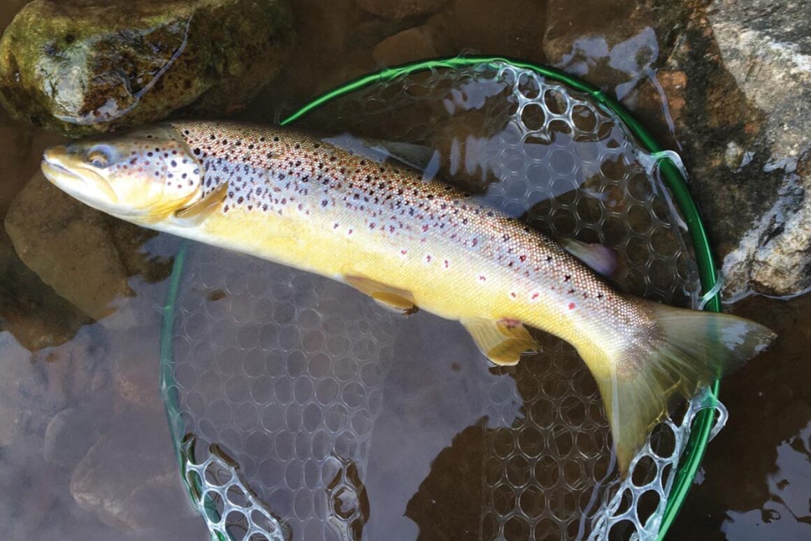 Is There a Better Prospect for Angling in Wales in 2020?