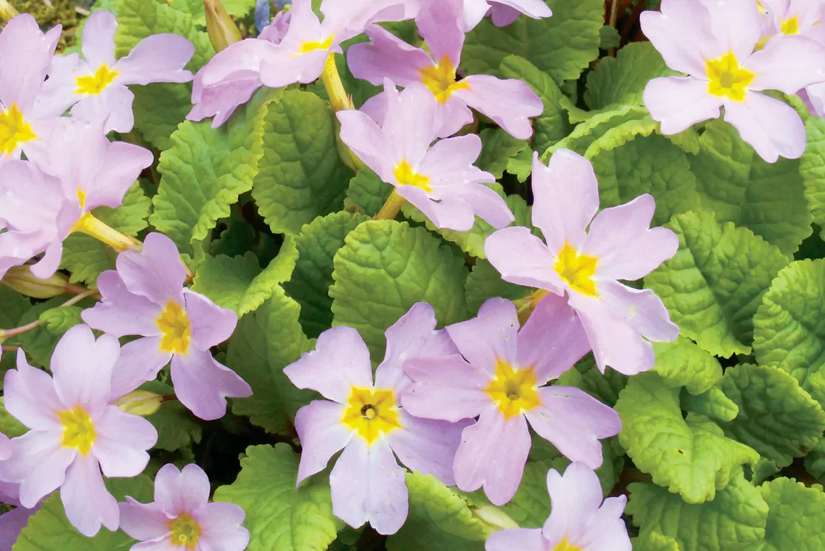 Primula sibthorpii The Early Summer Garden