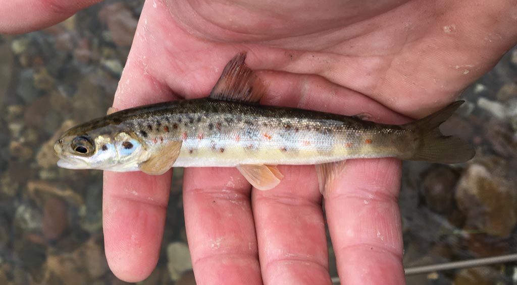 Fishing - Salmon Parr: Thousands more of theses are needed if Salmon are to survive. Fishing - Salmon Parr: Thousands more of theses are needed if Salmon are to survive.