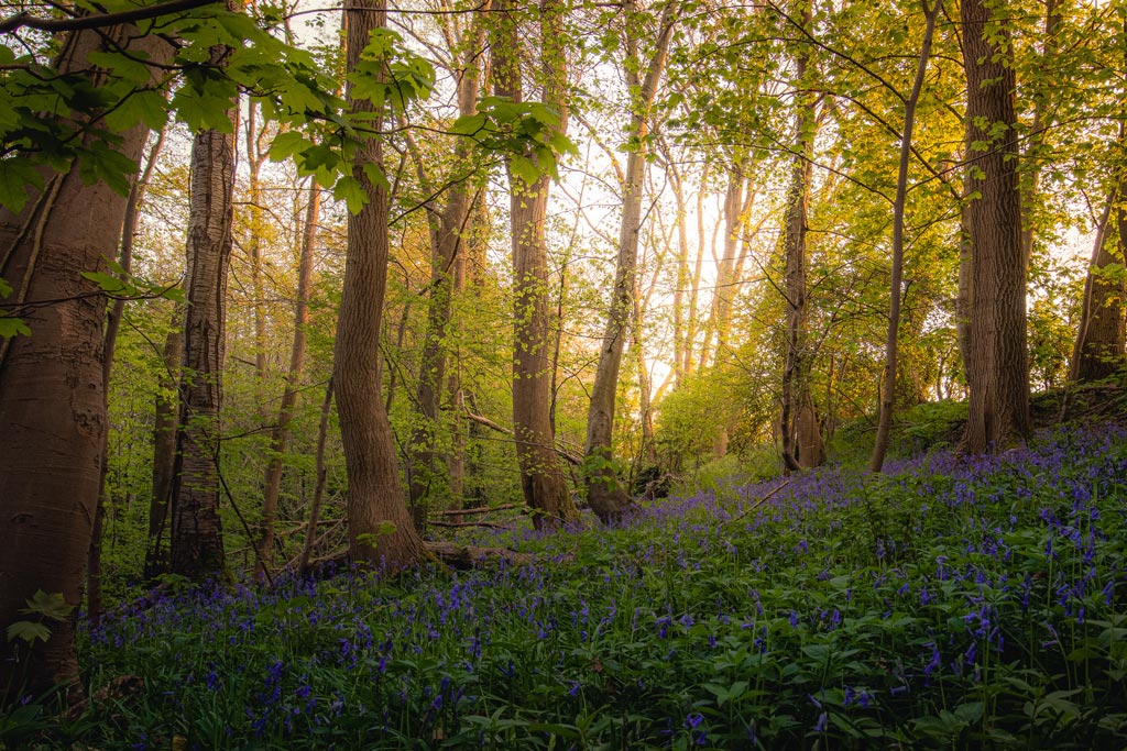 Tranquility by Brad Carr