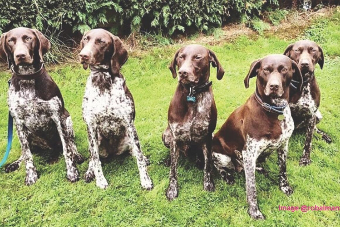 Hundreds Sign-up for the 2020 Virtual Royal Welsh Show!