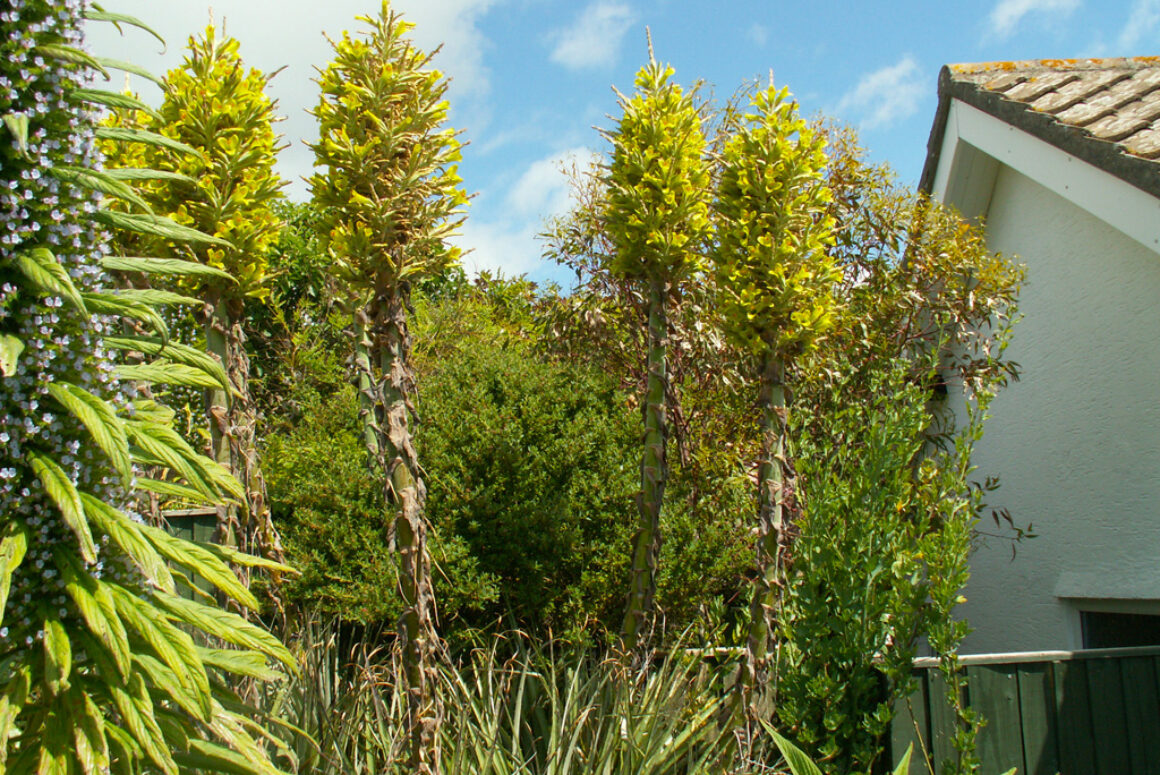 The Midsummer Garden
