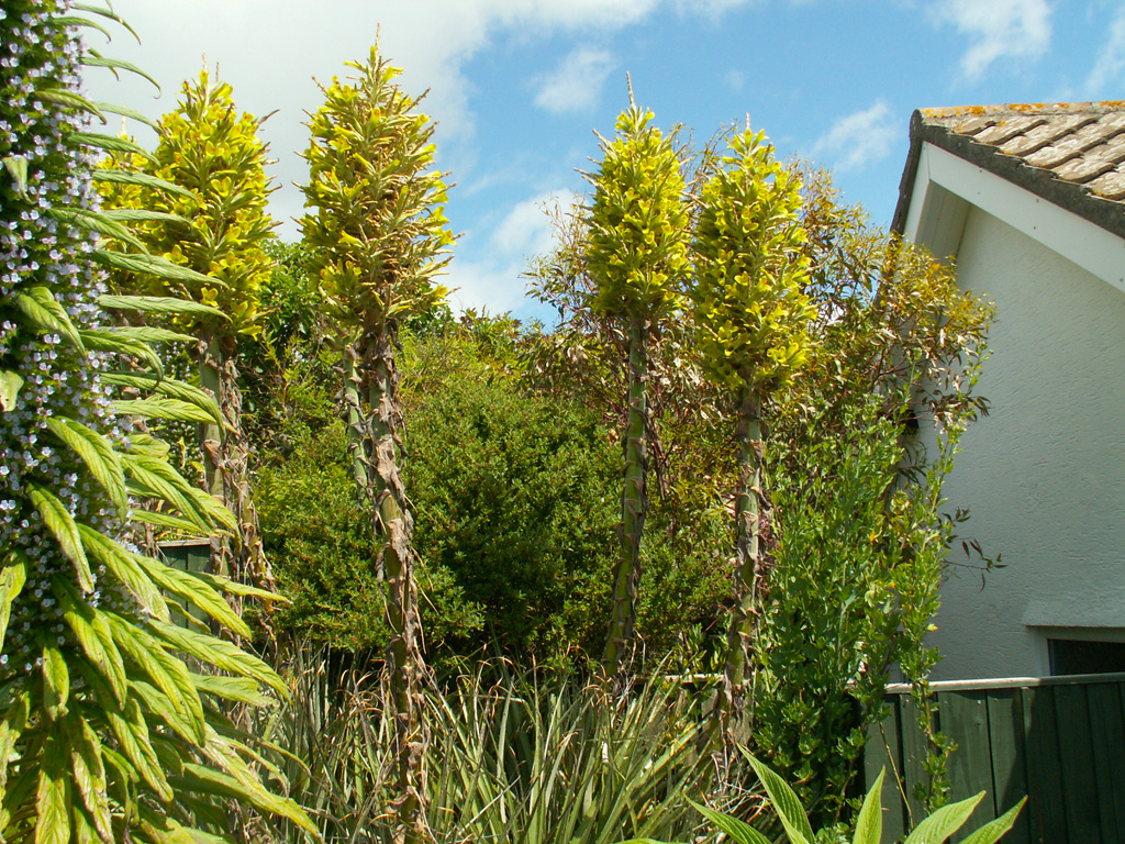 Puya chilensis