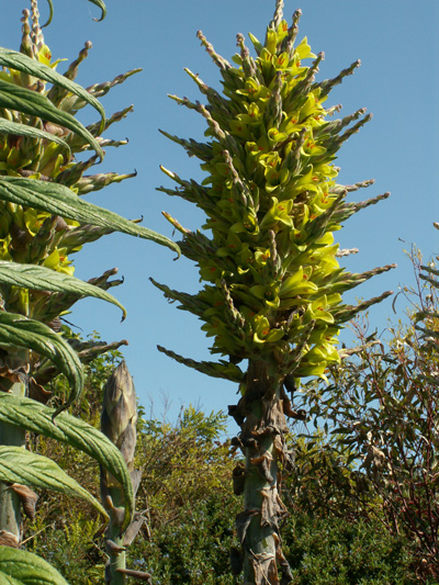 Puya chilensis - The midsummer garden. Puya chilensis - The midsummer garden.