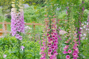 St Peter's Community Garden
