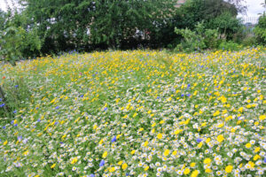 St Peter's Community Garden
