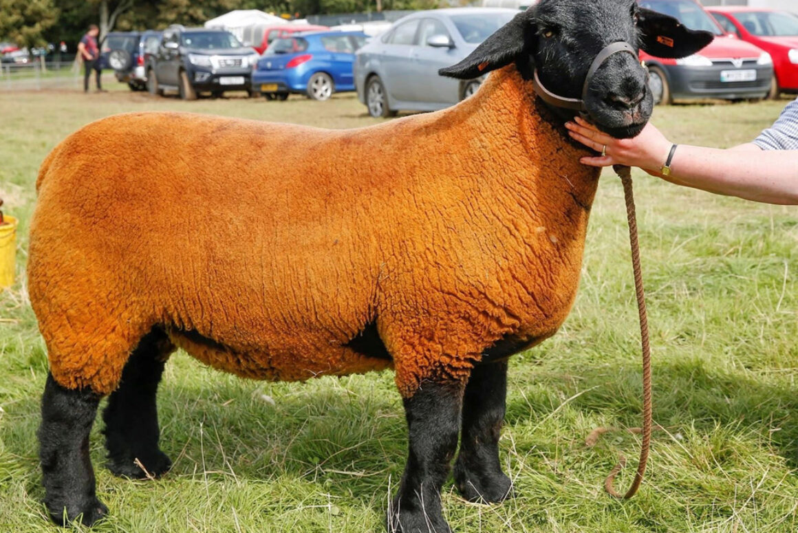 Virtual Llanfyllin Show Declared a Great Success