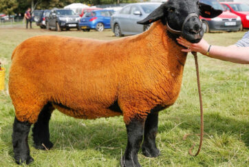 Virtual Llanfyllin Show Declared a Great Success