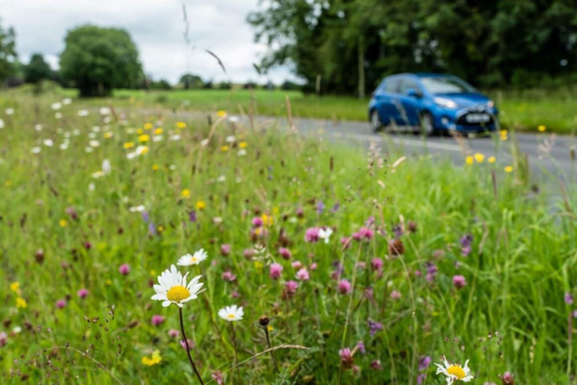 Road Verges: Capturing the Action Road Verges: Capturing the Action