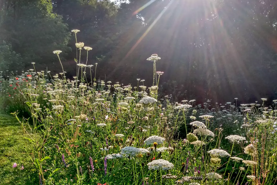 Meadow Creations