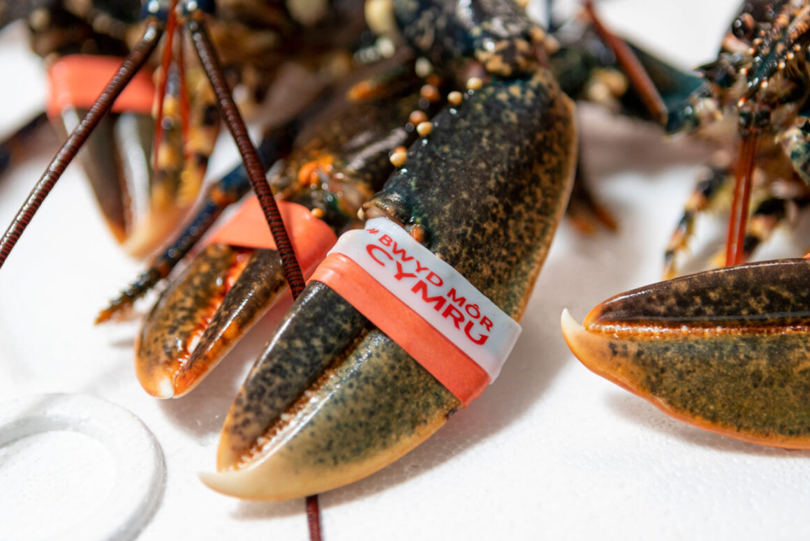 Seafood Cluster Collaboration with Cardigan Bay Fish Creates New Customers