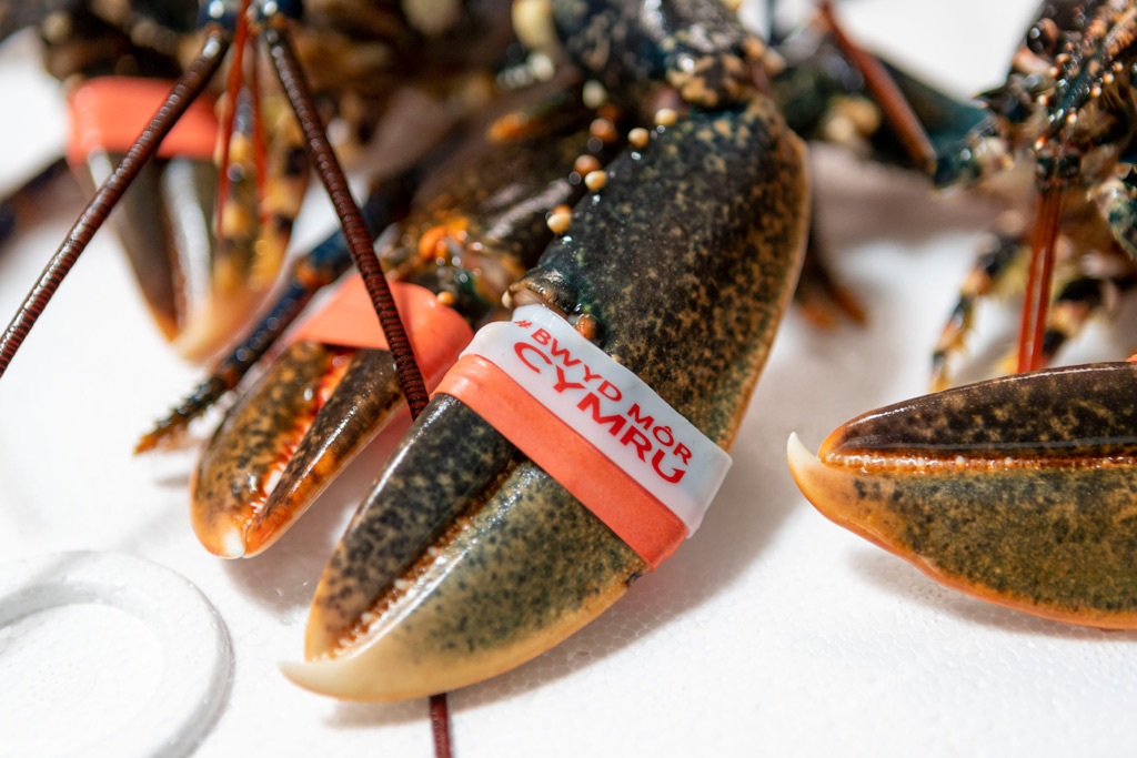 Seafood Cluster Collaboration Creates New Customers