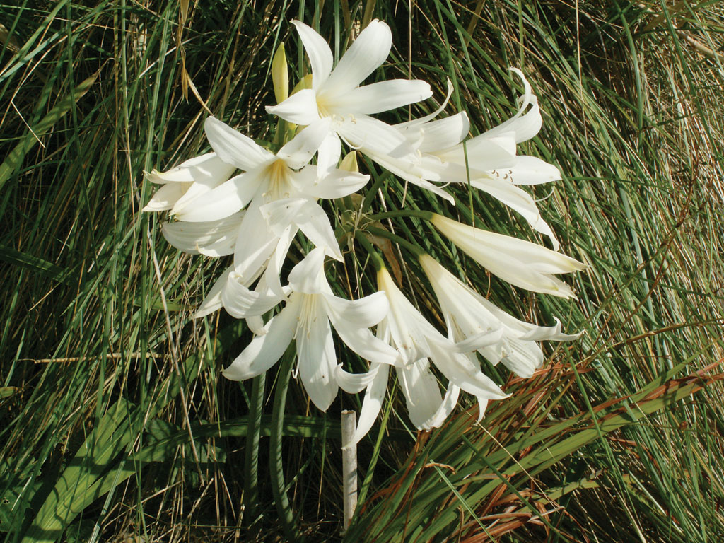 Amaryllis Belladonna Alba Amaryllis Belladonna Alba