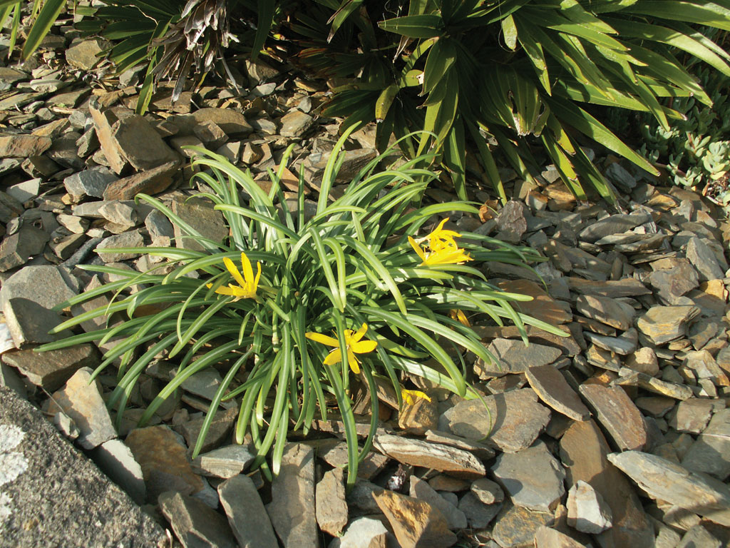 Sternbergia greuteriana Sternbergia greuteriana